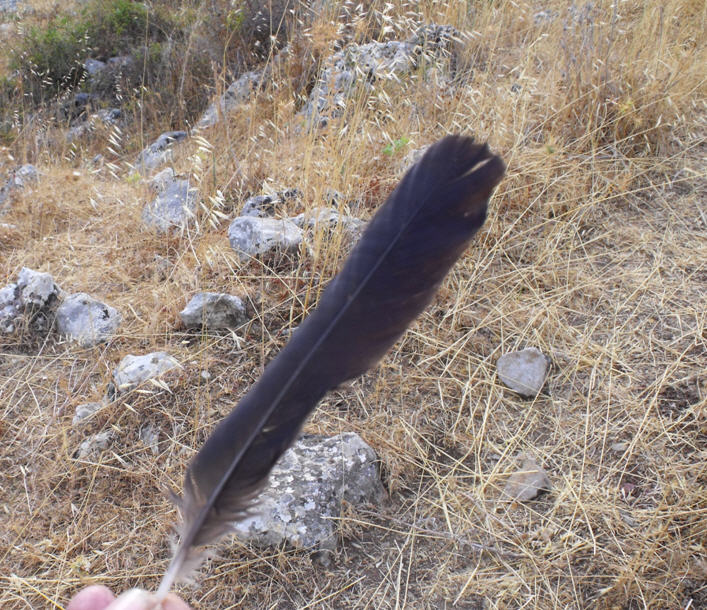 Penna di ...